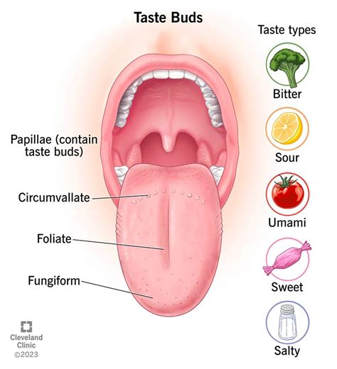 What Are Taste Buds?