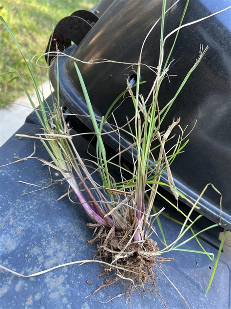 Is this nutsedge? | Lawn Care Forum