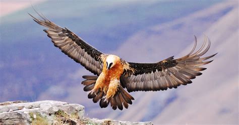 Absurd Creature of the Week: The Magnificent Bearded Vulture Only Eats ...