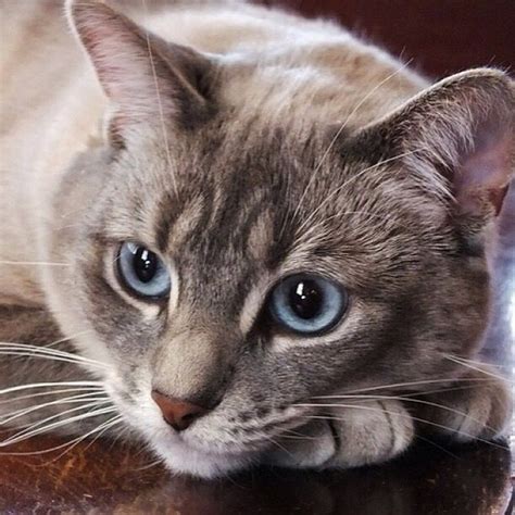 Cat Breeds With Blue Eyes And Grey Fur - Pets Lovers