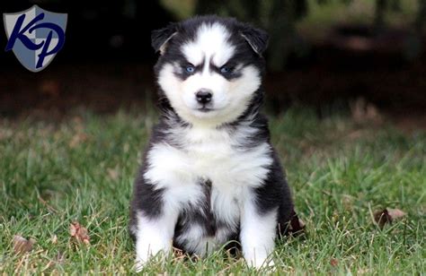 Husky Corgi Mix Puppies