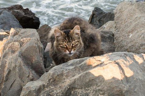 Glimpse The Lives Of A Feral Cat Colony That's Cared For By The ...