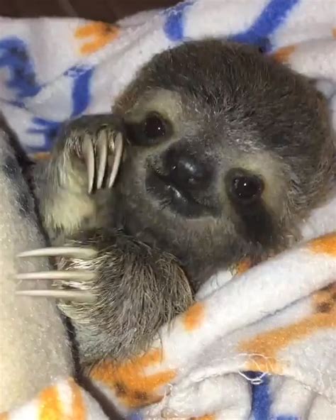 A rescued baby sloth happy to be safe : aww