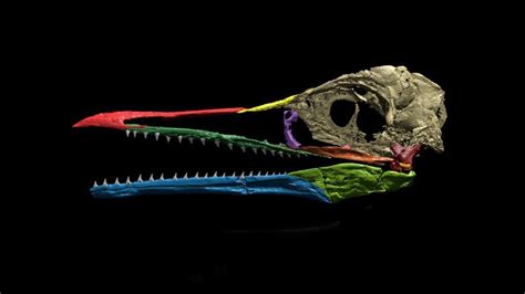 Unprecedented Fossil Provides New Understanding of Bird Evolution ...