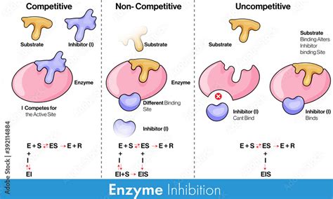 Noncompetitive Enzyme Inhibitors