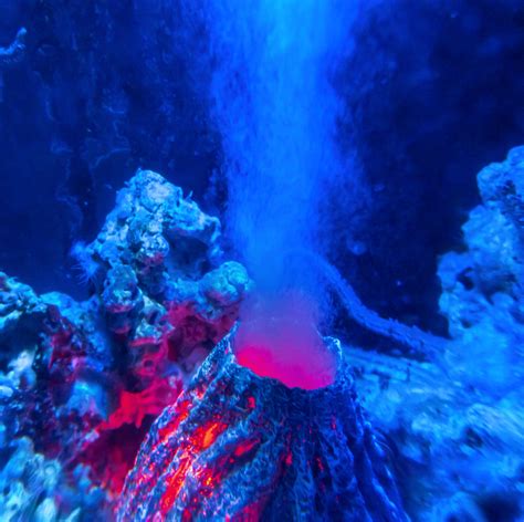 Descubrieron tiburones que viven en un volcán activo: el video te hará ...