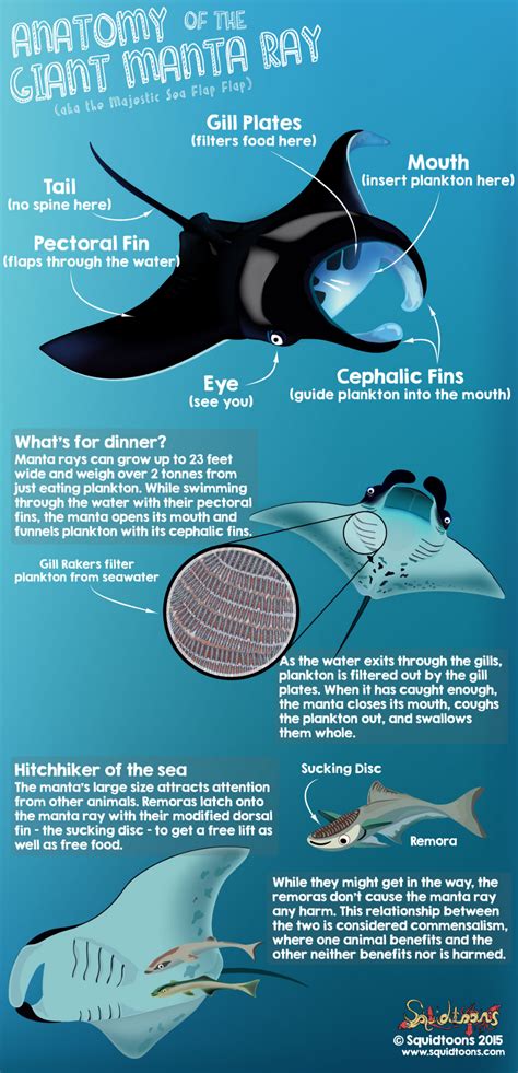 Anatomy of the manta ray squidtoons – Artofit