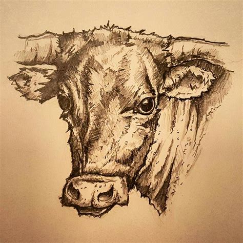 Longhorn cow sketch | Cow sketch, Longhorn cow, Sketches