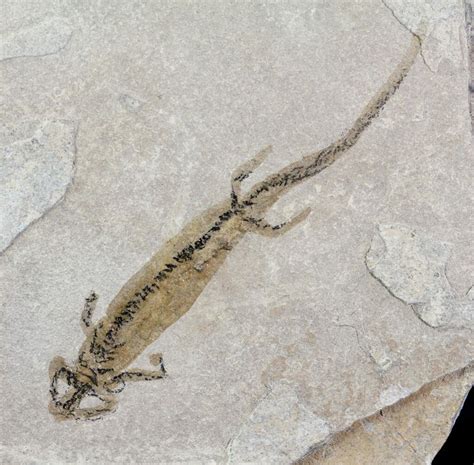 2.4" Permian Branchiosaur (Amphibian) Fossil - Germany For Sale (#63628 ...