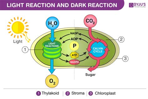 Equation Of Light Reaction In Photosynthesis - Tessshebaylo