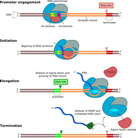 Graphic representation of the bacterial transcription process ...