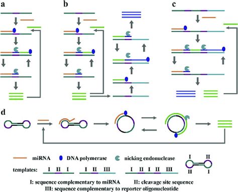 Schematic illustration of the in vitro miRNA detection methods based on ...