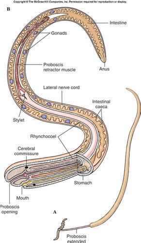 Phylum Nemertea Flashcards | Quizlet