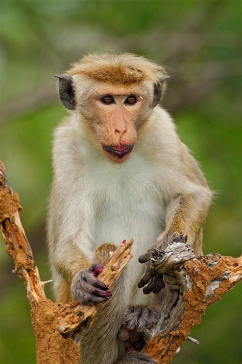 Toque Macaque, Macaca Sinica, Monkey with Fruit in the Mouth, Nature ...