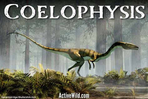 Coelophysis Dinosaur Facts, Pictures & In-Depth Information