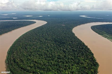 Bird's eye view: Drone photos of the Amazon rainforest (insider)