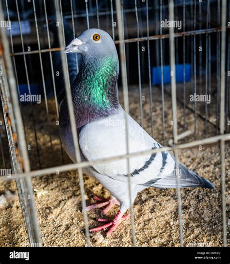 Pigeon in cage pigeon show hi-res stock photography and images - Alamy