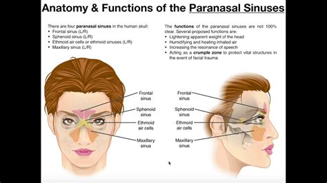 Nose And Paranasal Sinuses Anatomy Elab