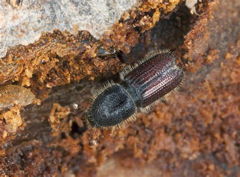 Bark Beetle Damage – Learn About Bark Beetle Identification And Control