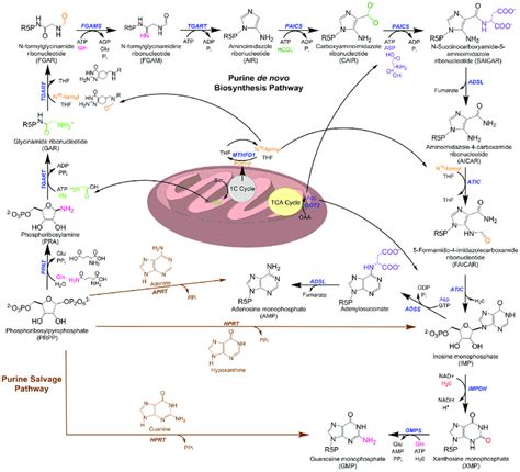 Nucleotide Metabolism Purine Biosynthesis 1 Up To Imp