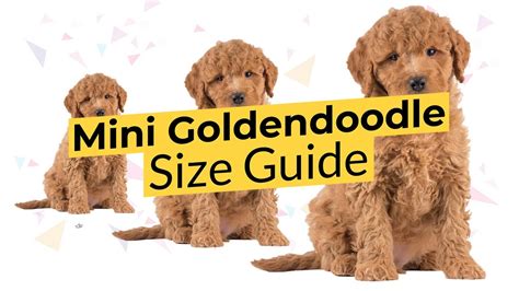 Petite Goldendoodle Size