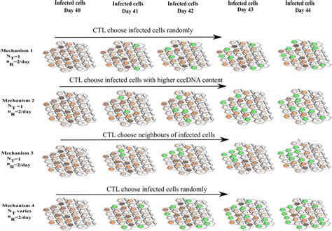 Four possible scenarios describing CTL removal of infected cells. In ...