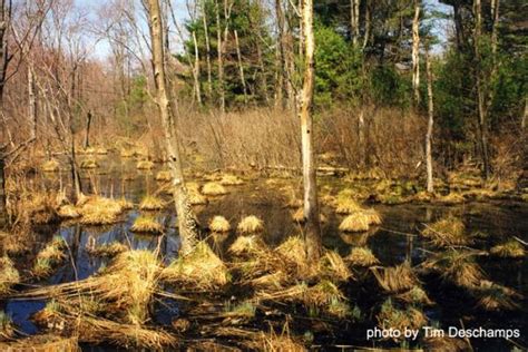 Typical Mosquito Habitat | Central Mass Mosquito Control Project