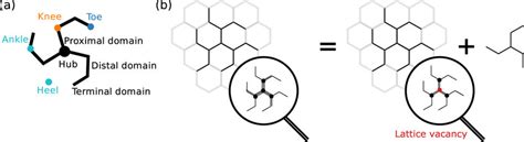 Vacancies in clathrin lattices. (a) Schematics of a single clathrin ...