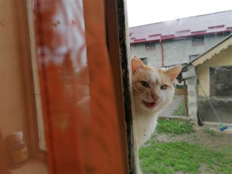 My mother's cat yelling at me. : r/cats