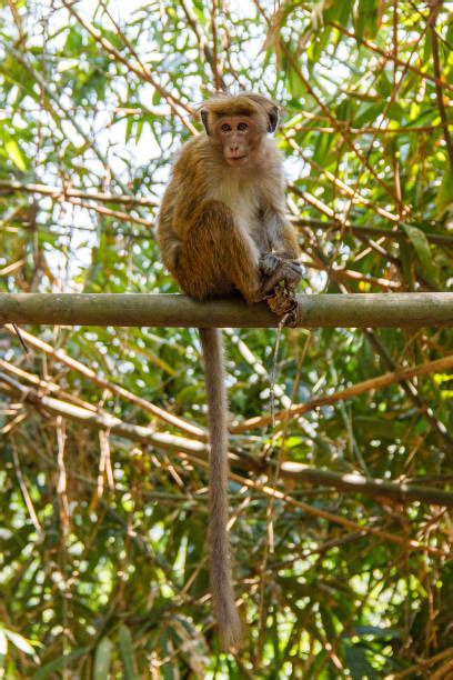 Top 60 Toque Macaque Stock Photos, Pictures, and Images - iStock