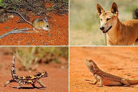 Australian Desert Animals in the Simpson Desert - The Wildlife Diaries