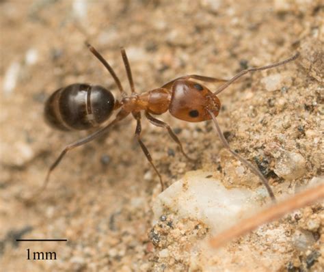 Pyramid Ants (Genus Dorymyrmex) · iNaturalist