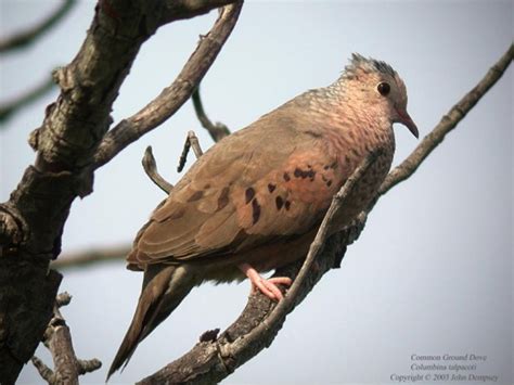 Common Ground Dove - BirdForum Opus | BirdForum