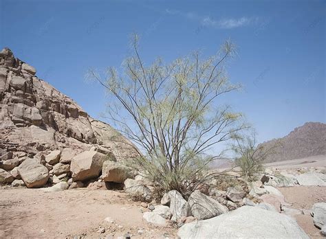 Desert Ironwood Tree Growing Between Rocks Desert Ironwood Harsh ...