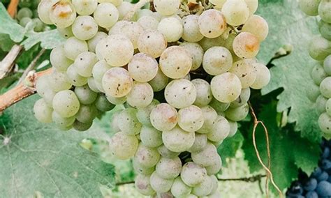 Georgian Wine: What you need to know – The Fabulous Organic Company