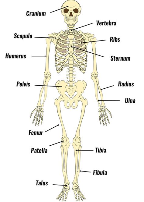 Bones of the skeleton - TeachPE.com