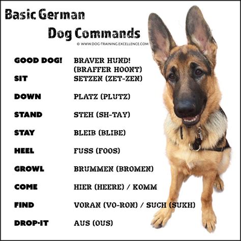 Best German Shepherd Names to Catch your Dog's Attention | German dog ...