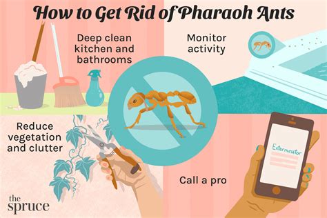 How to Get Rid of Pharaoh Ants