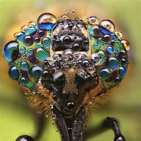 Incredible Insect and Spider Faces Captured in Disarmingly Close Up ...