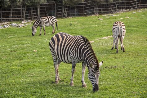 Safari park (zoo) in Brijuni National Park | Brijuni National Park