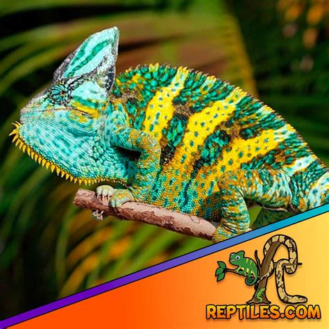 Veiled chameleon care sheet | Veiled chameleon care guide