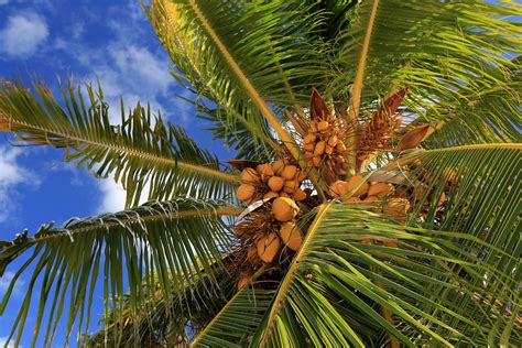 coconut tree and palm tree - Justine Gass