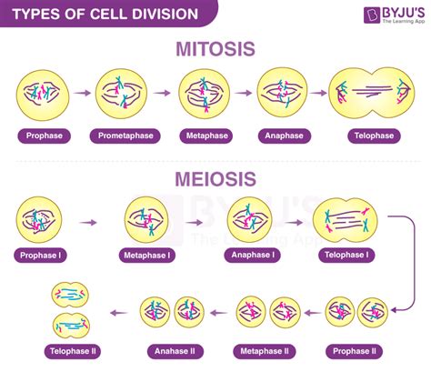 Stages Of Mitosis For Kids