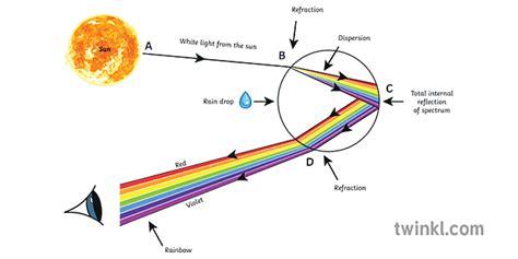 Rainbow Formation Diagram Prism Reflection Refraction Rainbows Physics Sun