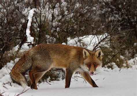 Vos,Fox (Vulpes vulpes) | Bernard Stam | Flickr