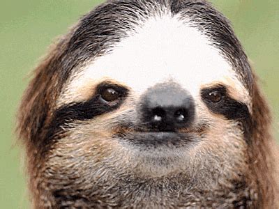 Sloth GIFs - Find & Share on GIPHY