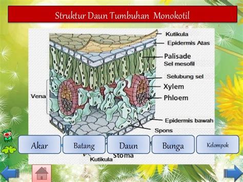 Gambar Struktur Daun Monokotil – pulp