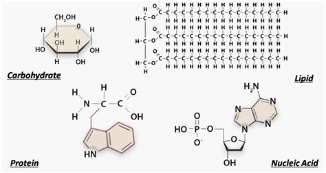 Structure and Function of Biological Macromolecules Study Guide | Inspirit