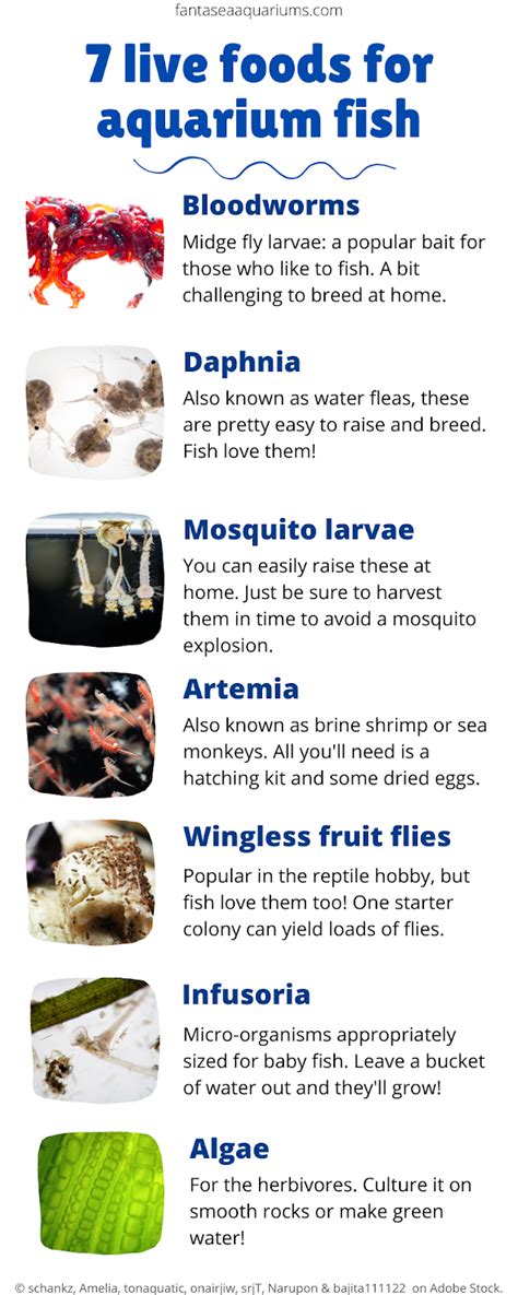 7 Live Foods for Aquarium Fish | FantaSEA Aquariums