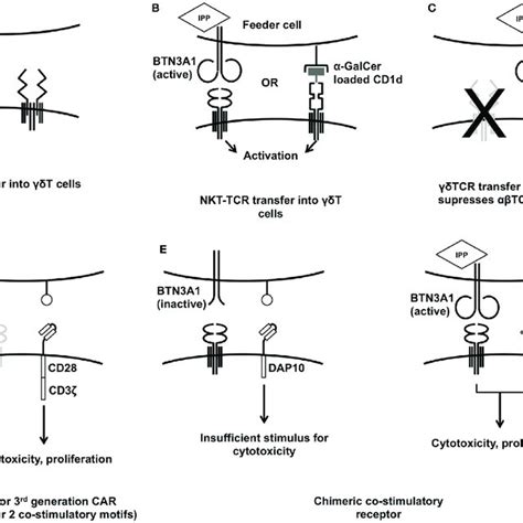 (PDF) Engineering Approaches in Human Gamma Delta T Cells for Cancer ...